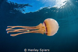 Jellyfish Bodyguard by Henley Spiers 